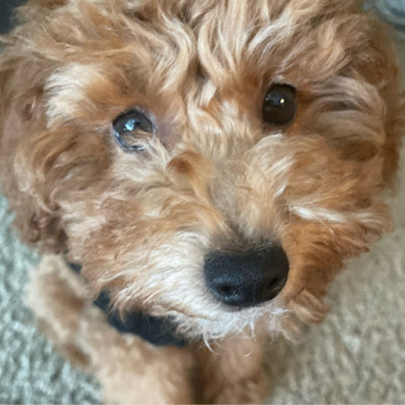 Meet the Posher Other - Meet your Posher, Cierra